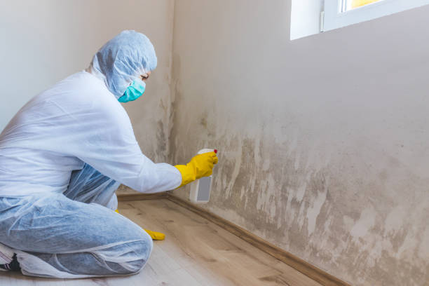 Licensed Commercial Mold Remediation service in Long Lake, IL - 24 Hour Mold Removal